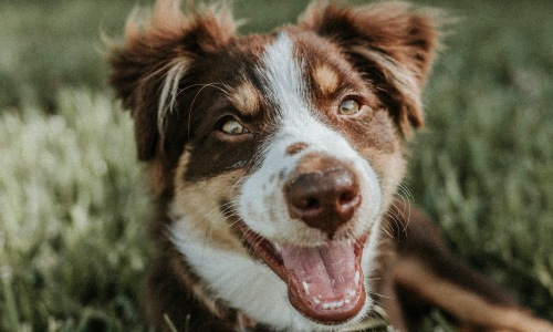 Pet Inclusive Cover Image